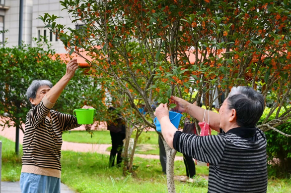 【秋意浓,丹桂香】国德满院甜香,长者乐享“花样”生活! 【秋意浓,丹桂香】国德满院甜香,长者乐享“花样”生活!