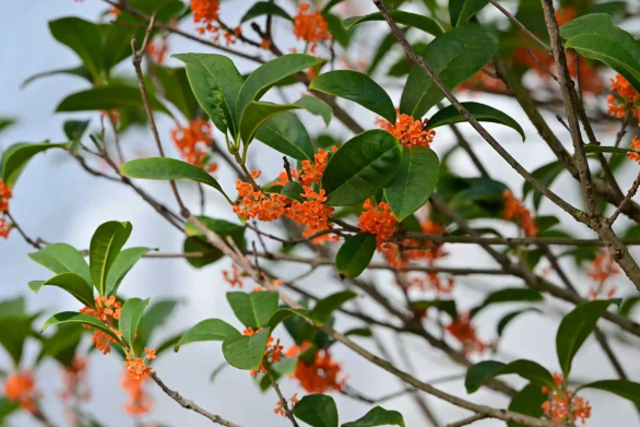 【秋意浓,丹桂香】国德满院甜香,长者乐享“花样”生活! 【秋意浓,丹桂香】国德满院甜香,长者乐享“花样”生活!