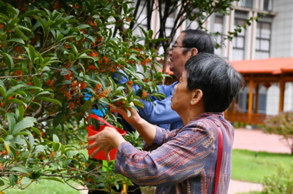 【秋意浓,丹桂香】国德满院甜香,长者乐享“花样”生活! 【秋意浓,丹桂香】国德满院甜香,长者乐享“花样”生活!