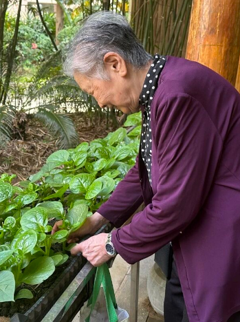 篱笆内的春天——国德长者的小菜园与大欢喜 篱笆内的春天——国德长者的小菜园与大欢喜