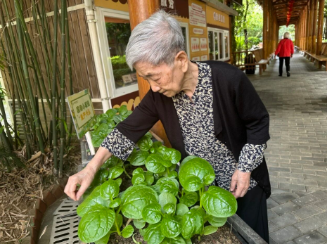 篱笆内的春天——国德长者的小菜园与大欢喜 篱笆内的春天——国德长者的小菜园与大欢喜