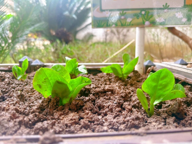 篱笆内的春天——国德长者的小菜园与大欢喜 篱笆内的春天——国德长者的小菜园与大欢喜