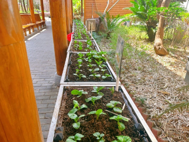 篱笆内的春天——国德长者的小菜园与大欢喜 篱笆内的春天——国德长者的小菜园与大欢喜