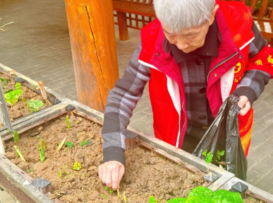 篱笆内的春天——国德长者的小菜园与大欢喜 篱笆内的春天——国德长者的小菜园与大欢喜