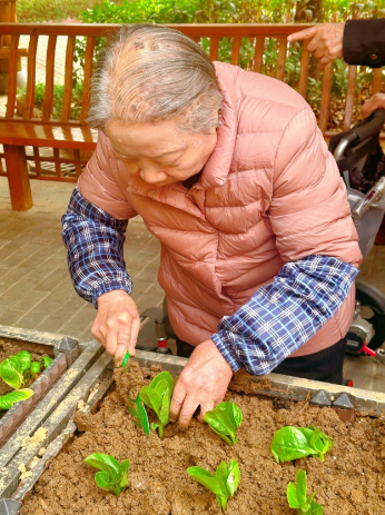 篱笆内的春天——国德长者的小菜园与大欢喜 篱笆内的春天——国德长者的小菜园与大欢喜