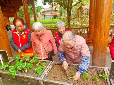 篱笆内的春天——国德长者的小菜园与大欢喜 篱笆内的春天——国德长者的小菜园与大欢喜