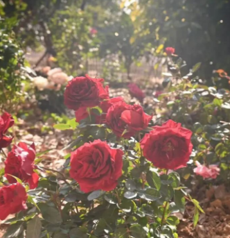 不必下楼，也能遇见春天——国德康养中心的“楼层花园”火了！