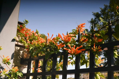 不必下楼，也能遇见春天——国德康养中心的“楼层花园”火了！